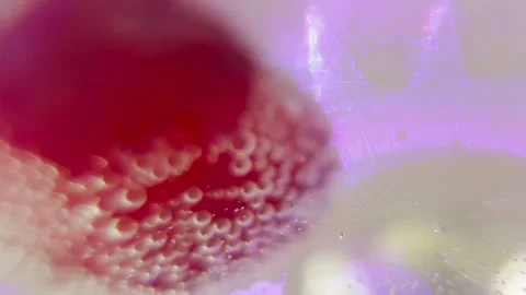 Cherry in champagne Stock Footage 194571031