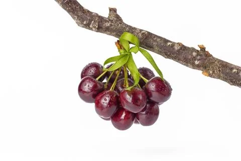 Cherry, Cherries on a white background Stock Photos