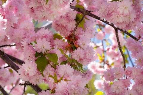 Cherry cherry blossom sakura tree. Фото