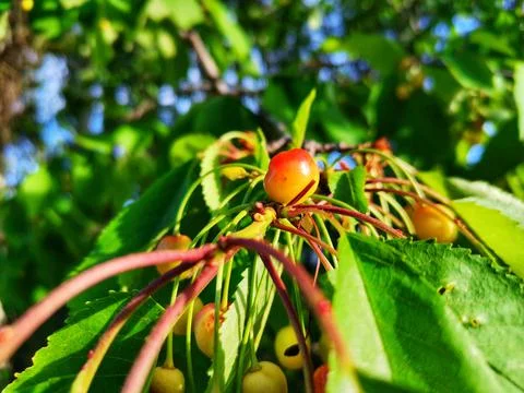 Cherry. Cherry tree and cherry leaf. Stock Photos