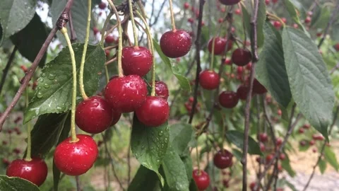 Cherry. Cherry tree branch with fruits with dew drops after rain Stock Footage 145936064