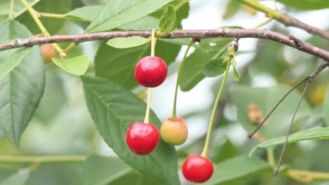 Cherry close-up. cherry on a branch sings in the sun Stock Footage 202606150