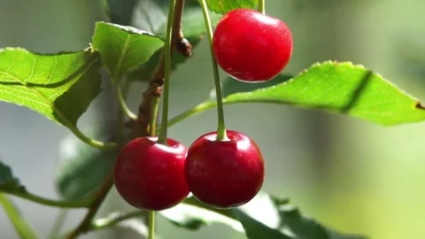 Cherry Close up Video stock 78914026