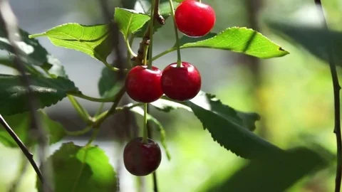 Cherry Close up 動画素材 78914070