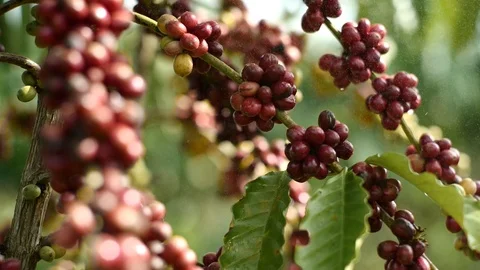 Cherry coffee in coffee farm Stock Footage 95749503