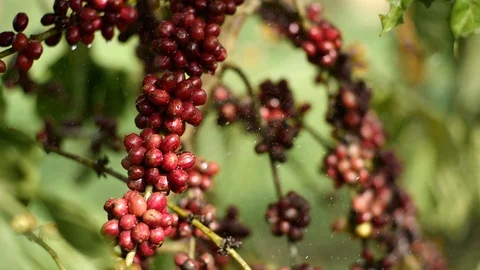 Cherry coffee in coffee farm Stock Footage 95753543