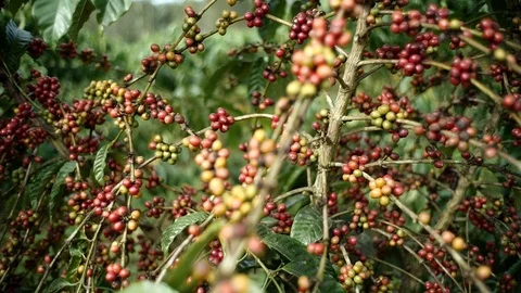 Cherry coffee in coffee farm Video stock 95753579
