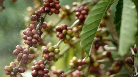 Cherry coffee in coffee farm Video stock 95753581