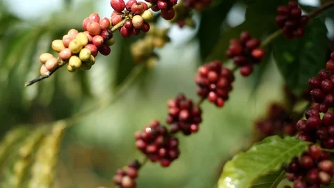 Cherry coffee in coffee farm Video stock 95753628