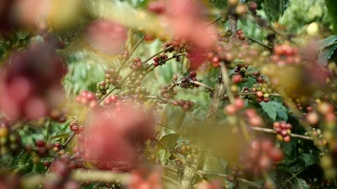 Cherry coffee in coffee farm Stock Footage 95753772