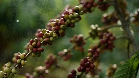 Cherry coffee in coffee farm Video stock 95754801