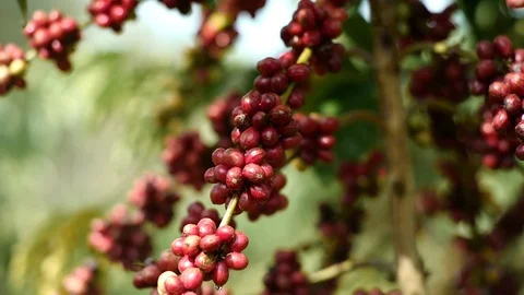 Cherry coffee in coffee farm Video stock 95754943