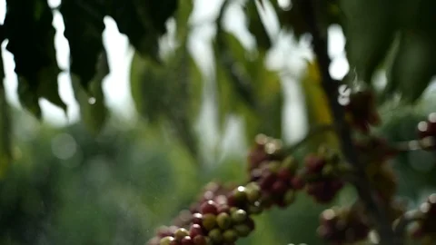 Cherry coffee in coffee farm Stock Footage 95757503