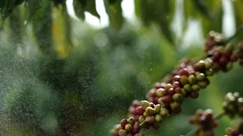 Cherry coffee in coffee farm Stock Footage 95757667