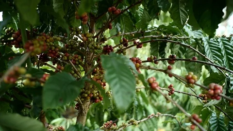 Cherry coffee in coffee farm Stock Footage 95970041
