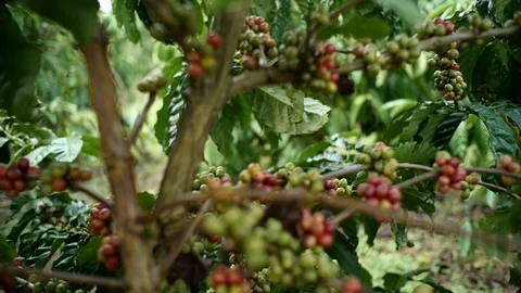 Cherry coffee in coffee farm Video stock 95970047