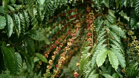 Cherry coffee in coffee farm Stock Footage 95970051