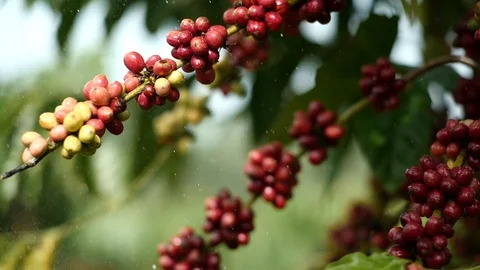 Cherry coffee in coffee farm Stock Footage 95970052