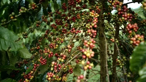 Cherry coffee in coffee farm Video stock 95970059
