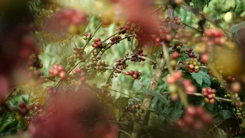 Cherry coffee in coffee farm Video stock 95970071