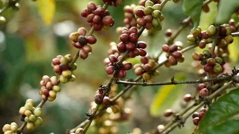 Cherry coffee in coffee farm Video stock 95970085