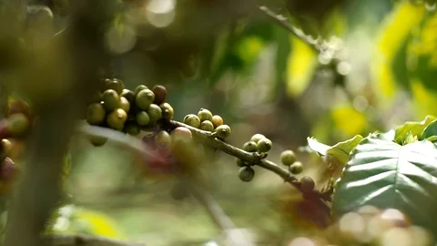 Cherry coffee in coffee farm Video stock 95970087