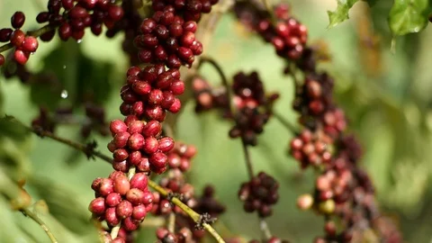 Cherry coffee in coffee farm Stock Footage 95970091