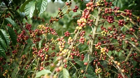 Cherry coffee in coffee farm Video stock 95970094
