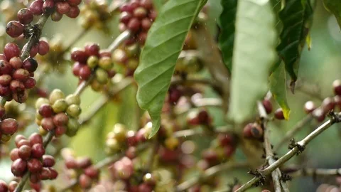 Cherry coffee in coffee farm Video stock 95970125