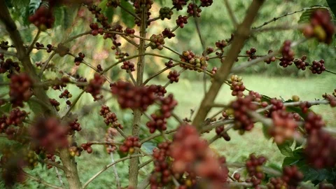 Cherry coffee in coffee farm Video stock 95970131