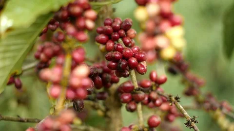 Cherry coffee in coffee farm Video stock 95970140