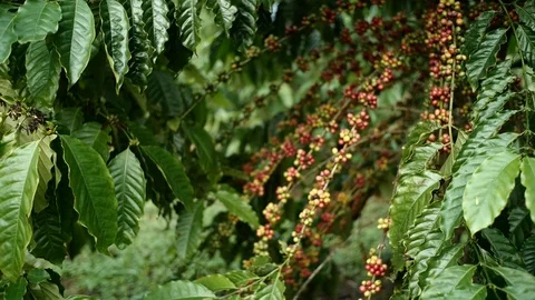 Cherry coffee in coffee farm Video stock 95970258