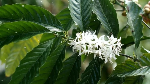 Cherry coffee in coffee farm Stock Footage 95970288