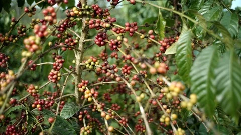 Cherry coffee in coffee farm Video stock 95970350