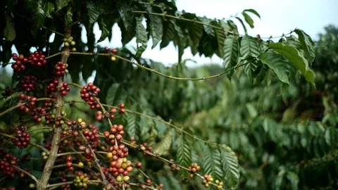 Cherry coffee in coffee farm Video stock 95970368