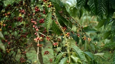 Cherry coffee in coffee farm Video stock 95970377