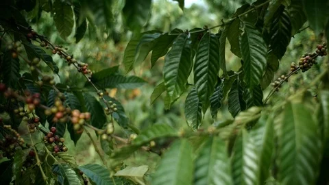 Cherry coffee in coffee farm Video stock 95970385