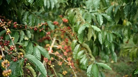 Cherry coffee in coffee farm Video stock 95970432