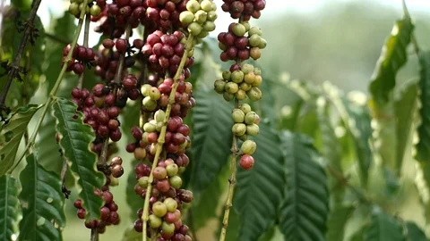 Cherry coffee in coffee farm Video stock 95970491