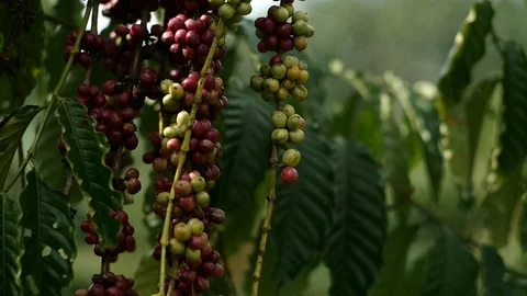 Cherry coffee in coffee farm Video stock 95970498