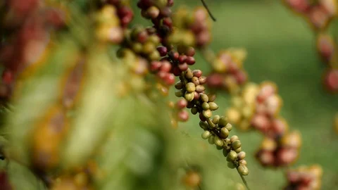 Cherry coffee in coffee farm Video stock 95970532
