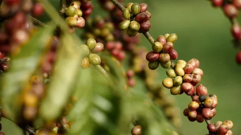 Cherry coffee in coffee farm Video stock 95970568