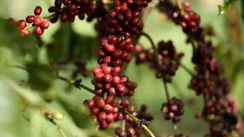 Cherry coffee in coffee farm Video stock 95970577