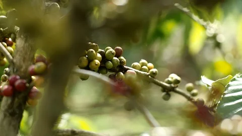 Cherry coffee in coffee farm Video stock 95970583