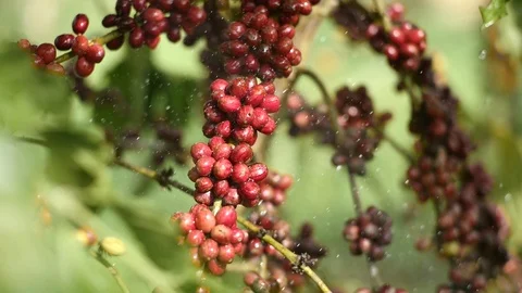 Cherry coffee in coffee farm Video stock 95970586