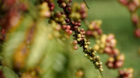 Cherry coffee in coffee farm Video stock 95970592