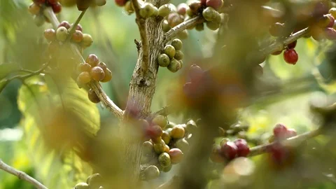 Cherry coffee in coffee farm Video stock 95970623