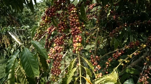Cherry coffee in coffee farm Video stock 109059546
