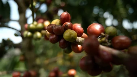 Cherry coffee in coffee farm Stock Footage 109059560