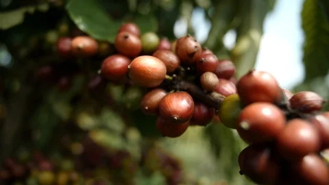 Cherry coffee in coffee farm Video stock 109059585